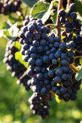 Blaue Traube mit weißen Punkten im Sonnenlicht