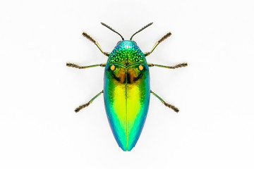 Jewel beetle (Sternocera aequisignata, Metallic wood-boring beetle, Buprestid, Buprestidae) top view isolated on white background.