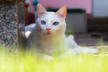 Siam-Mix Katze mit schönen blauen Augen liegt auf dem Boden mit hellgrünem Gras im  Vordergrund