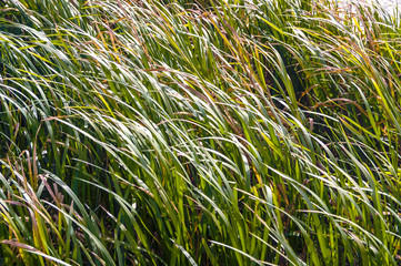 Obraz premium Dense, green grass on a sunny autumn morning