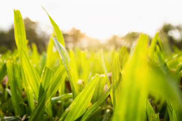 Summer grass meadow motion blur of pleasant wind with bright sunlight; sunny spring background 