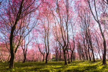 Obraz premium The field of blossoming pink Wild Himalayan cherry flowers (Thailand's sakura or Prunus cerasoides), known as Nang Phaya Sua Khrong in Thai at Phu Lom Lo mountain, Loei, Thailand.