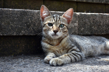 Obraz premium Tabby cat relaxing on the stone step of a stairs outdoor