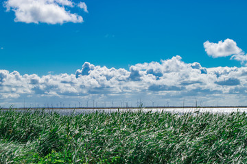 natural background. North landscape. Blue sky with fluffy clouds over lake 
