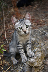 Naklejka na ściany i meble Young tabby cat on stone in forest.