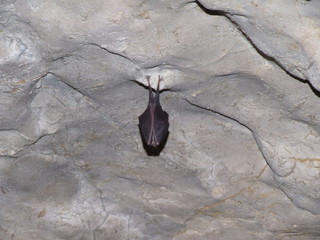 Jaskinia Wierzchowska Górna Jura