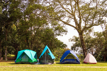 Various kinds of tents. Camping under forest a beautiful natural place with trees and green grass. 