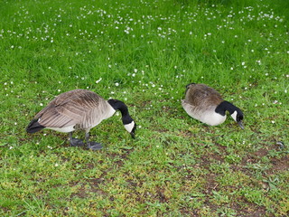 Two Siberian wild geese in a meadow looking for food.  A nice example of a couple relationship