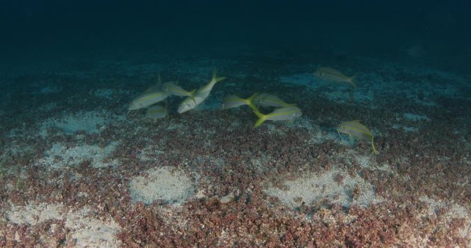 triggerfish nesting, sea of cortez, mexico.
