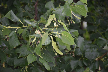A linden branch after rain