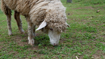 Naklejka na ściany i meble Sheep eating grass in the farm.