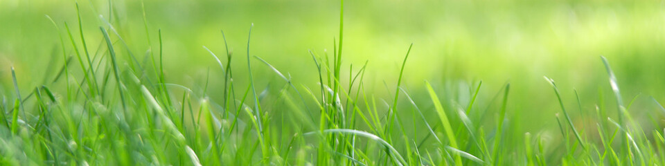Fototapeta na wymiar Panoramic image of green grass in a summer park, selective focus, bokeh.