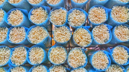 mushroom in organic farm on blue background