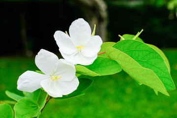 Snowy orchid flower. Close-up and blurry background.