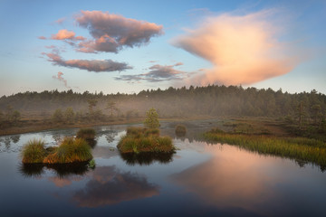 Obraz premium Misty morning in the bog