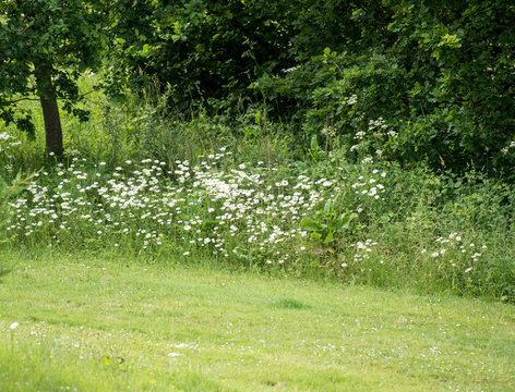 Wild fowers of spring and summer, daisies, in border of freshly cut grass