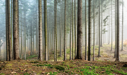 Foggy Spruce Tree Plantation