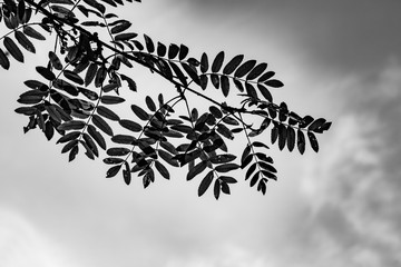 Beautiful black and white photograph of tree leaves in Finland. There are also clouds in the background.