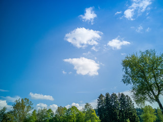 Fototapeta na wymiar Blue summer sky with white veil clouds and green trees
