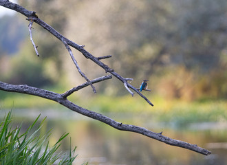 Kingfisher on a fallen tree branch