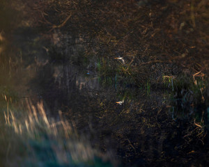 Grey heron at edge of ditch between bushes in morning sunlight.