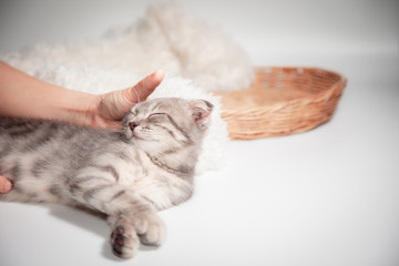 Happy cat Scottish fold breed age 3 months lovely comfortable sleeping by owner stroking hand grip at. Little scottish fold Cat cute ginger kitten pet is feeling happy. love to animals pet concept.