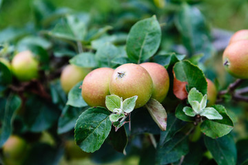 Obraz premium Organic apples hanging from a tree. Fruit background