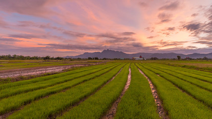 Scenery rice paddy field with dramatic sky.Asia rice plantation in countryside.Beautiful sky landscape for background