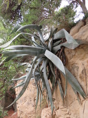 palm tree on the Side of a hill