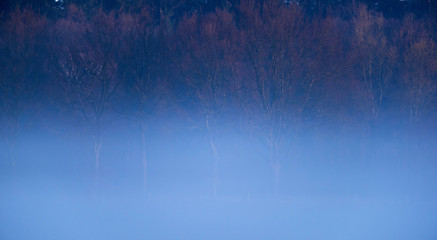 Wintery forest edge in morning mist.