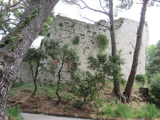 trees in forest with a old fortress