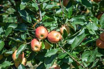 orchard with apple trees at the Alps in Salurn,
