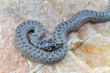 Joven culebra bastarda. Malpolon monspessulanus. El Páramo, León.