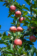 orchard with apple trees at the Alps in Salurn,