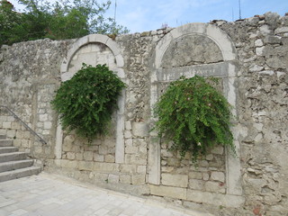 Old Wall with plants