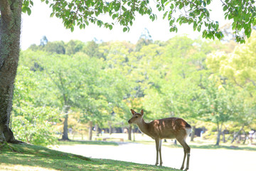 奈良公園-鹿-2019年5月