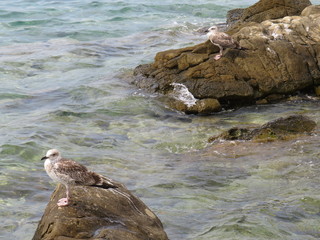 rocks in water with a gull