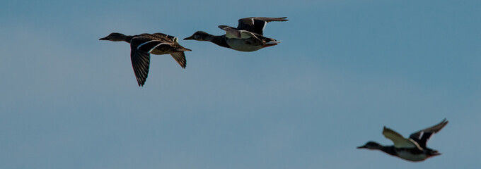 vol de canards col vert le matin en contre jour