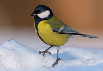 Bright adult great tit stands out on snow covered surface in sunny clear day