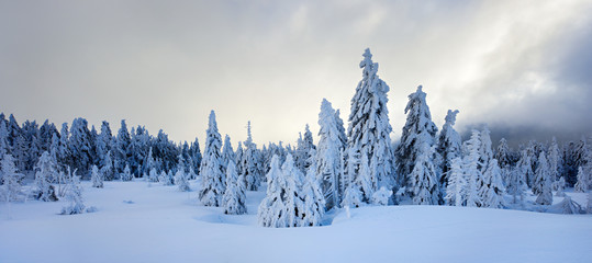 Obraz premium Winter near Mount Brocken, Snow Clouds approaching, Fir Trees Covered by Snow, Harz National Park, Germany