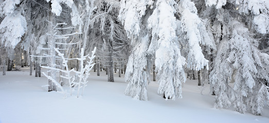 Tief verschneiter Wald im Winter, Fichten unter schwerer Schneelast	