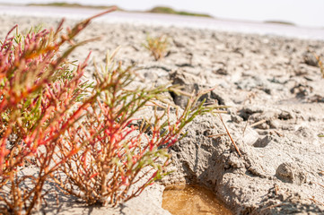 Green with red color plants growing near micro pink lake in the mud
