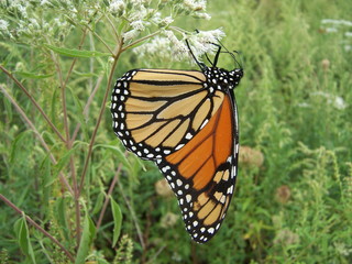 monarch butterfly (profile)