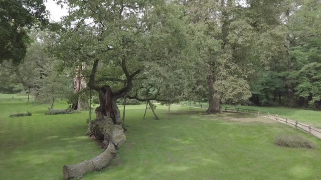 Lech Old Oak Tree Zoom