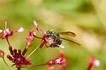 insect in nature