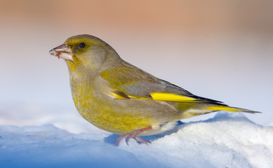 Vivid Male European Greenfinch stands in snow in bright sunny winter day
