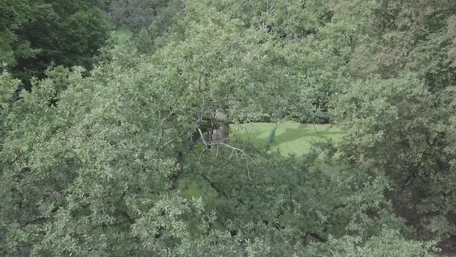 Old Oak Tree Lech