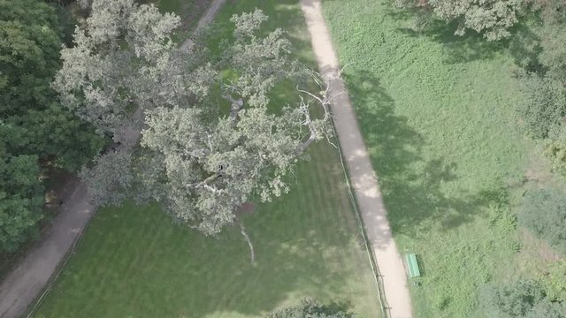 Rus Oak 520-year-old Rogalin