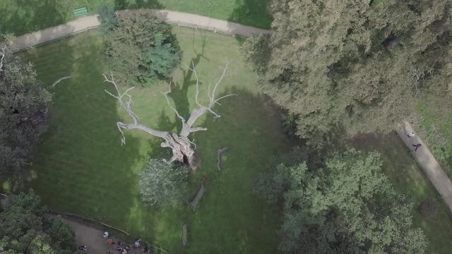 Lech Tree Rogalin