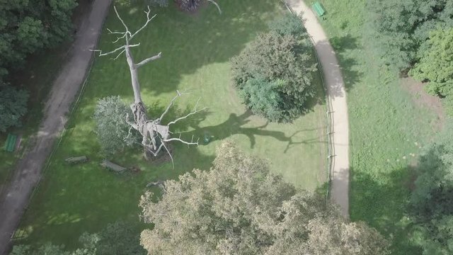 Lech Czech Oak Trees Rogalin Aerial